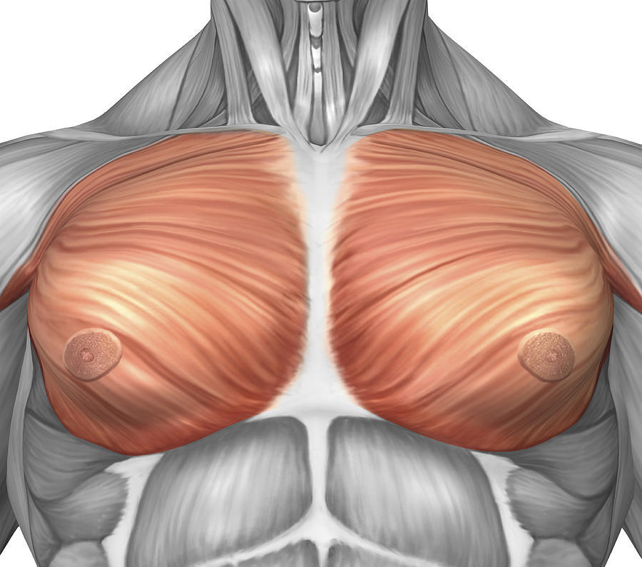 Польза упражнения "Гильотина"