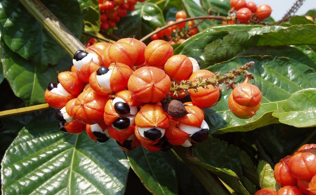 свежая гуарана