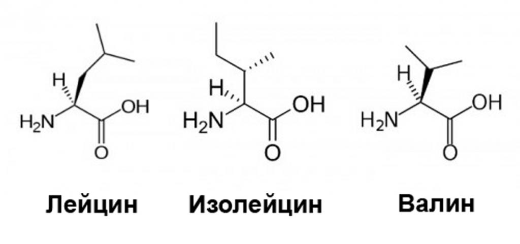 аминокислоты когда принимать до или после тренировки