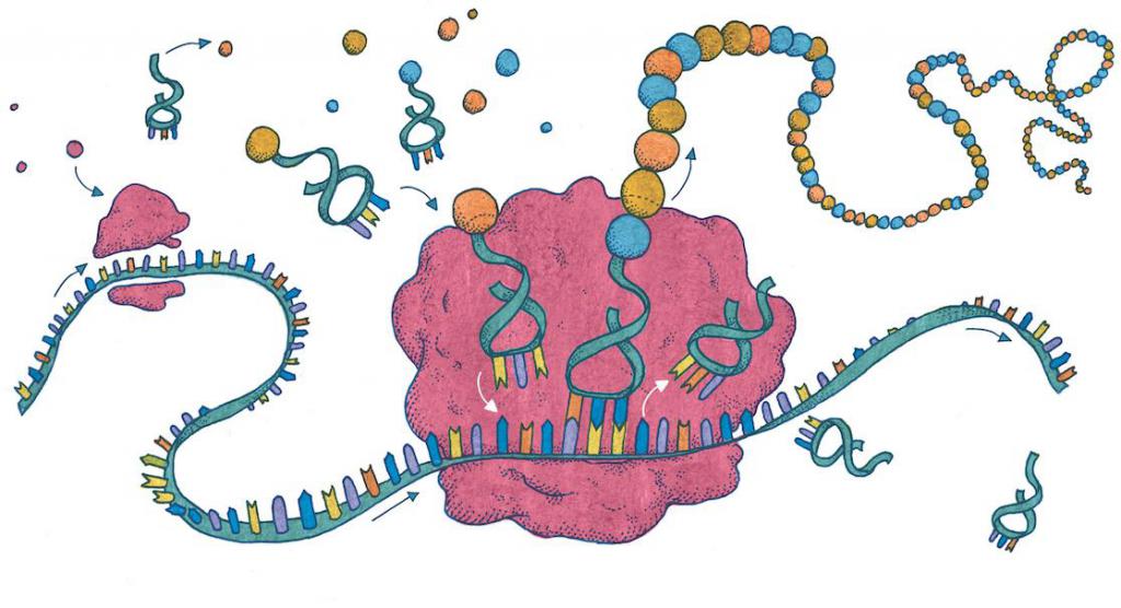 Функции белка в организме