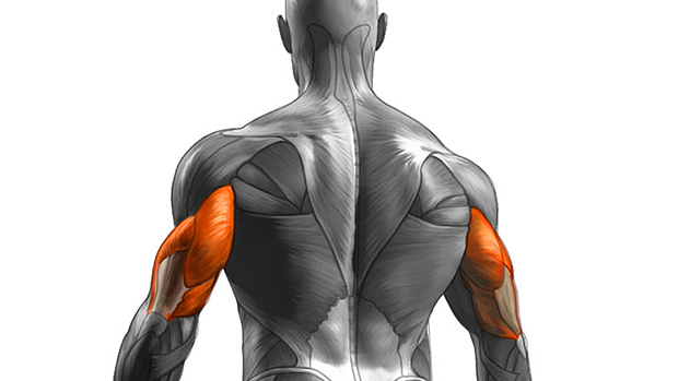 Анатомия трицепса