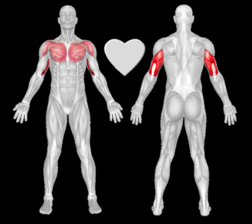 Техника выполнения отжиманий в гравитроне