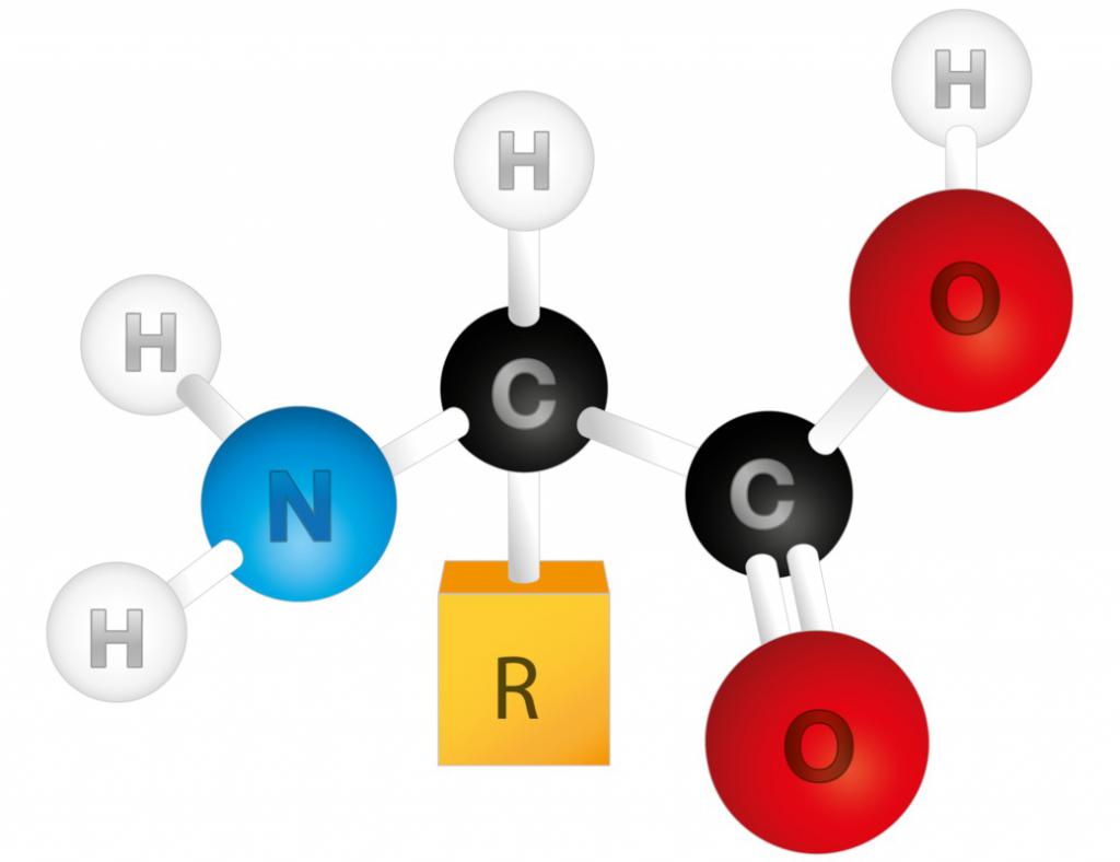 Строение аминокислот