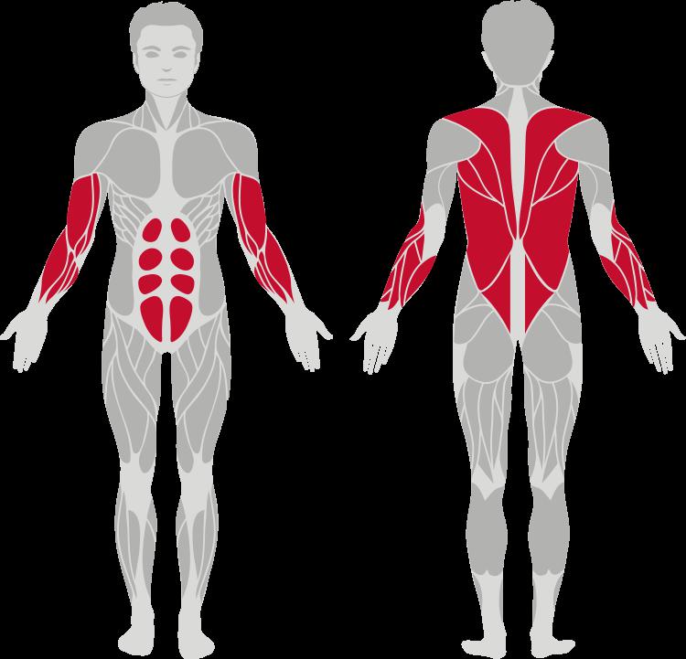 Используемые группы мышц