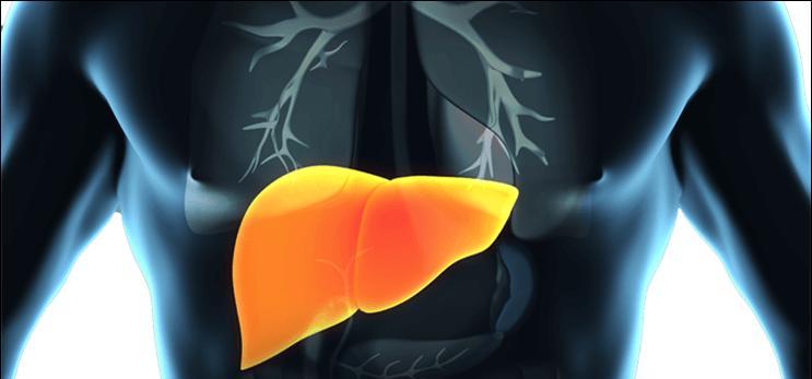 Очищение и восстановление печени