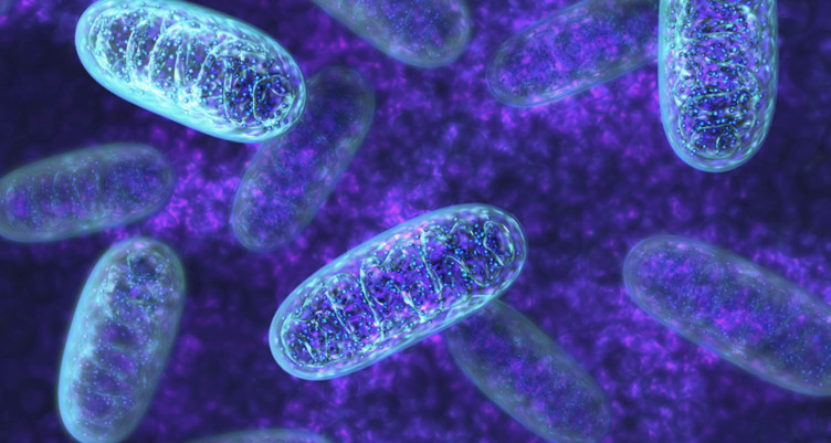 усвоение в организме