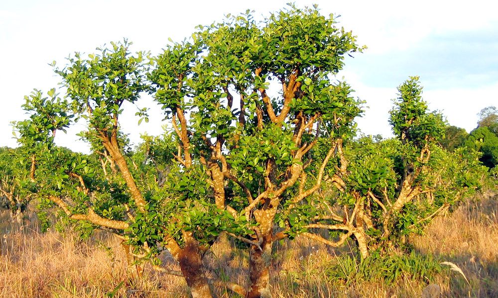 дерево йохимбе