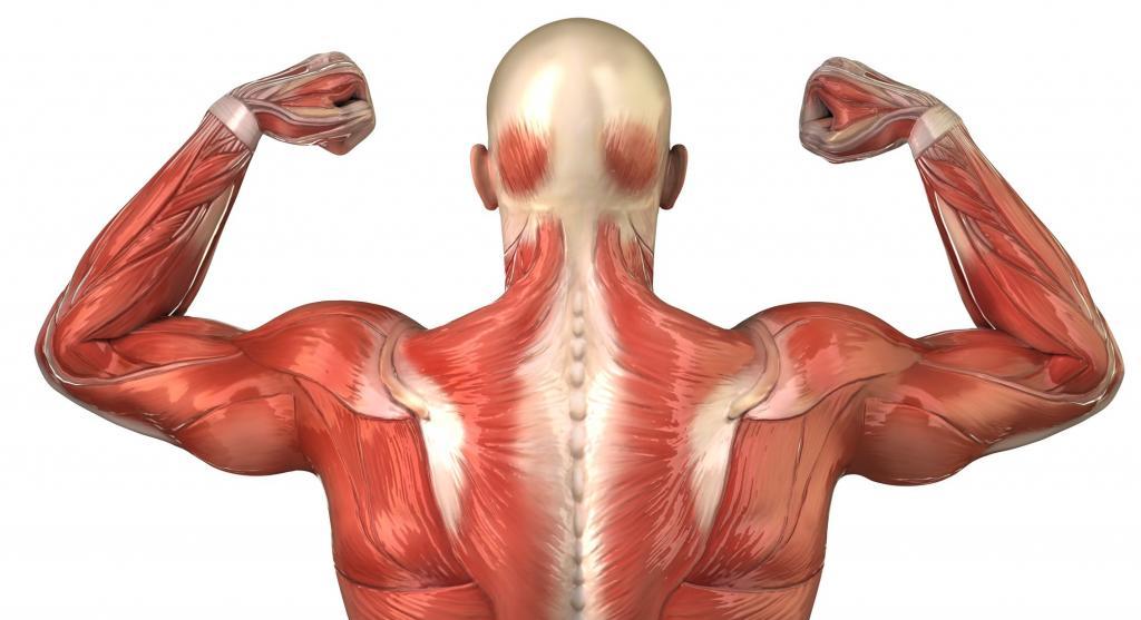 обратный хват на турнике