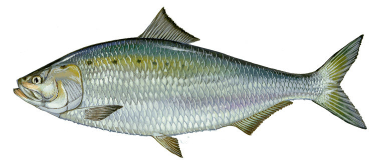 нежирная рыба