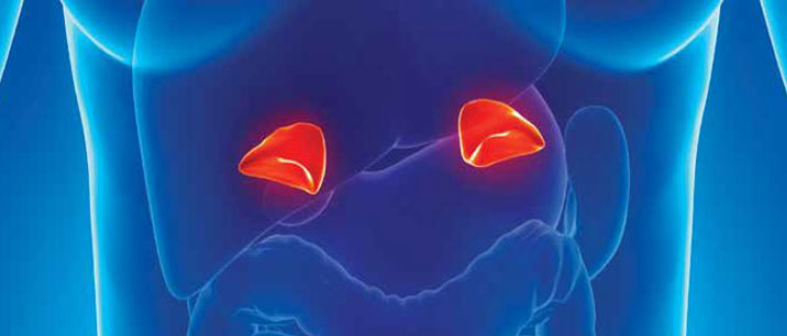 Гормоны гипоталамуса влияют на надпочечники