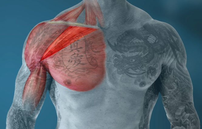 Упражнения на грудь в тренажерном зале