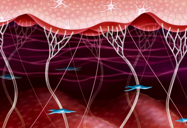Структура кожи