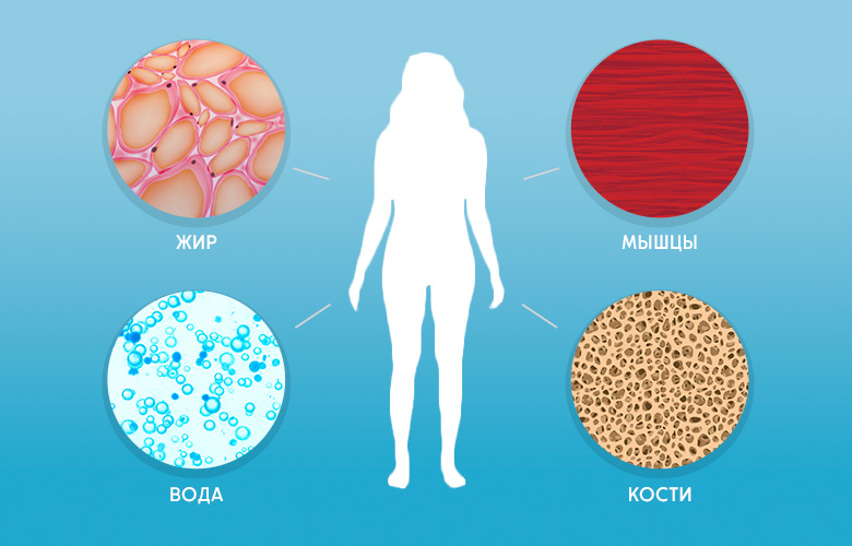 соотношение жира к другим элементам