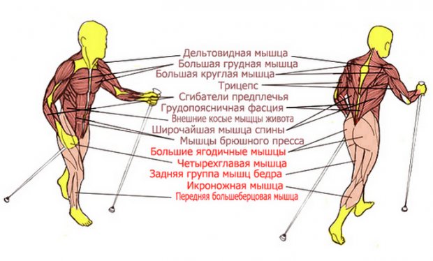 бег на лыжах