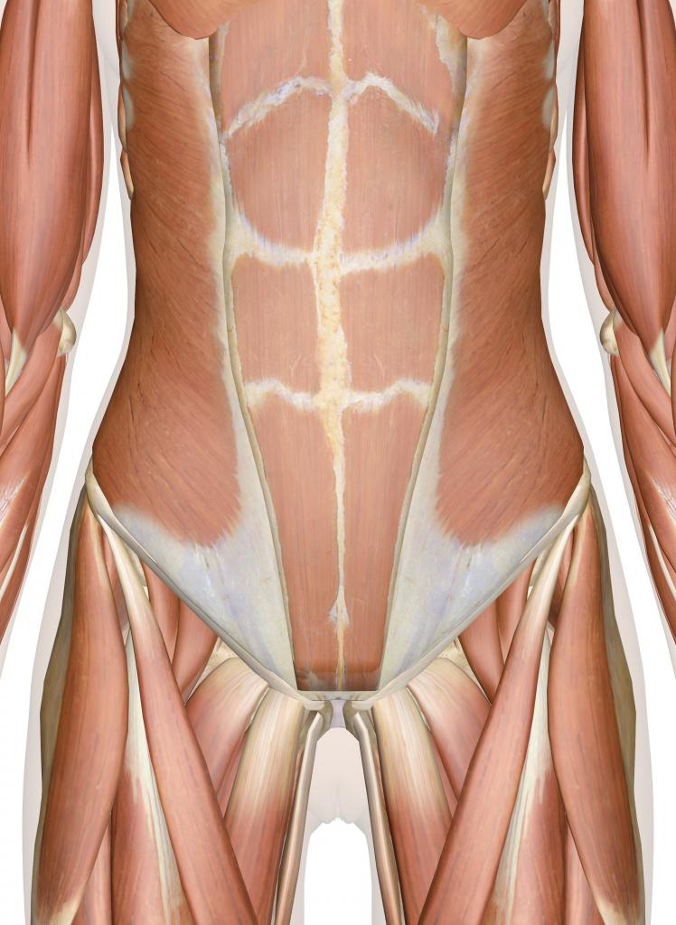 анатомия пресса