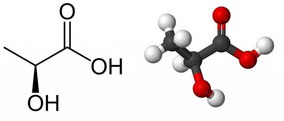 мышечная кислота