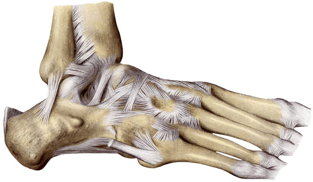 Связки голеностопа