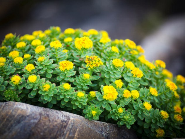 лекарственное растение