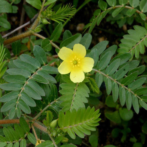 Якорцы стелющиеся