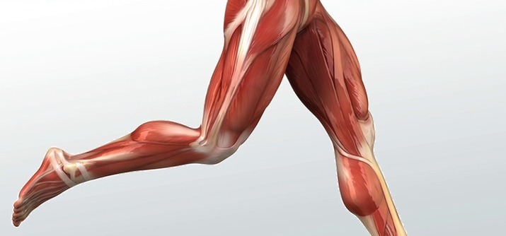 фото ног, мишцы