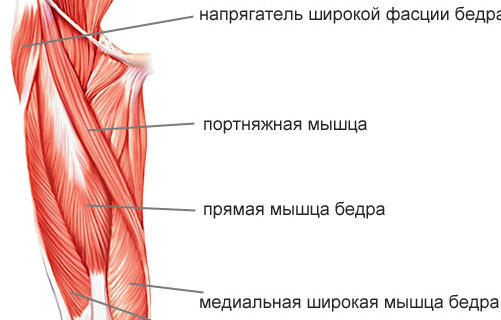 передняя часть бедра