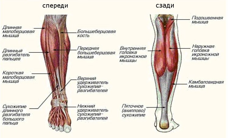 голень ноги