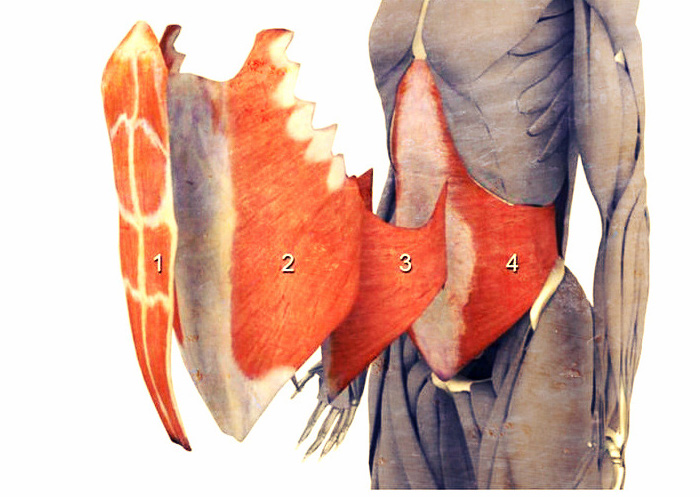 мышцы живота