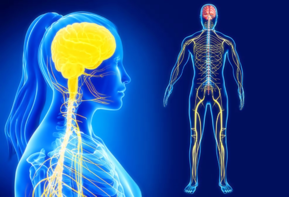 Центральная нервная система