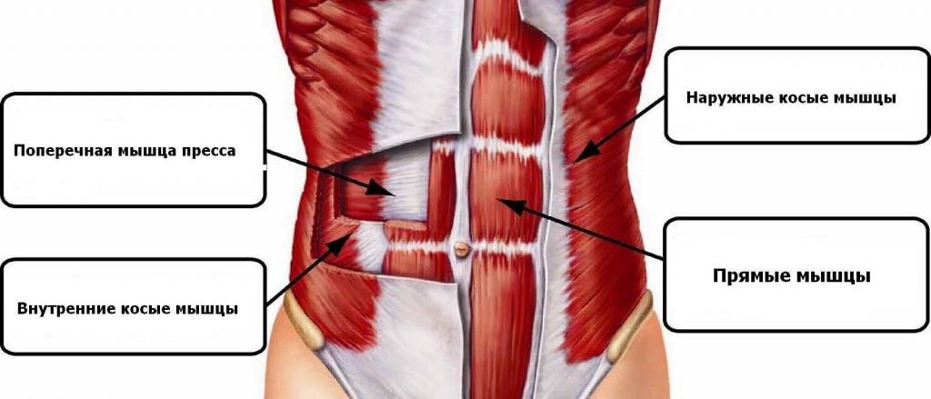 брюшные мышцы