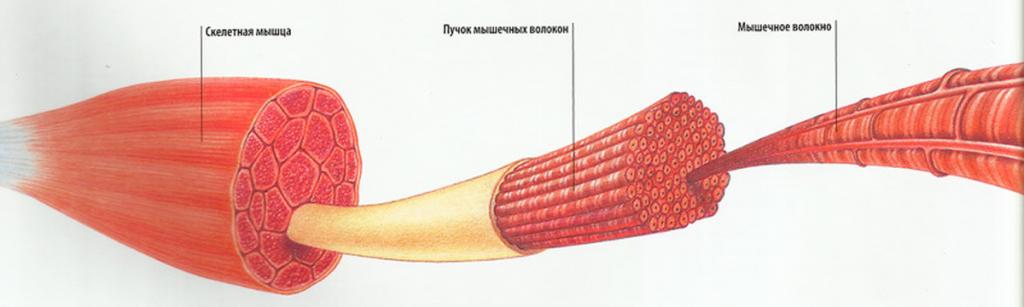 Строение мышцы