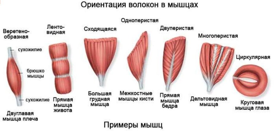 Формы мышц