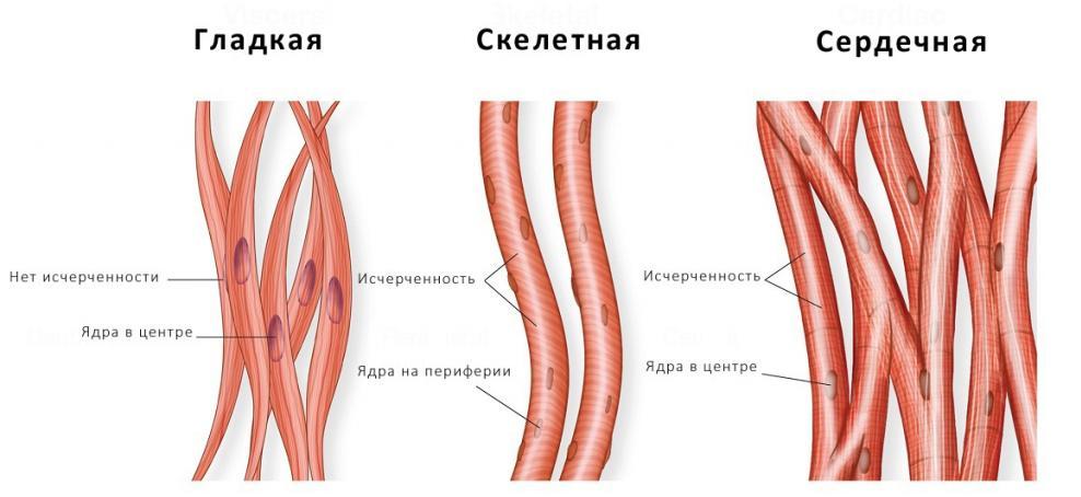 Виды миоцитов