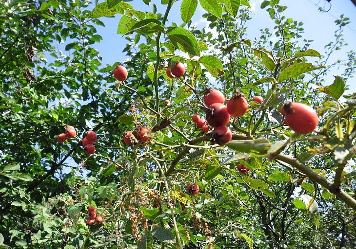 Шиповник для иммунитета