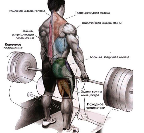 Задействованные мышцы