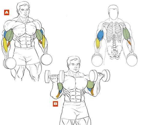 Как быстро накачать бицепсы в домашних условиях