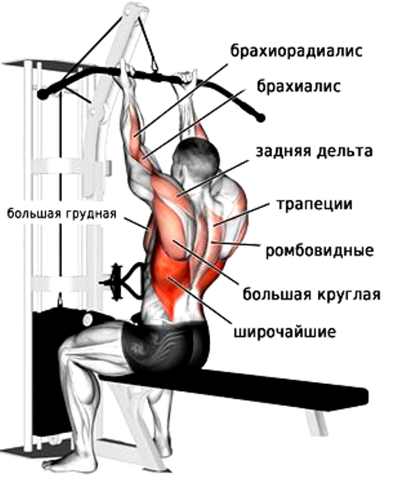 Схема работающих мышц при обратном хвате