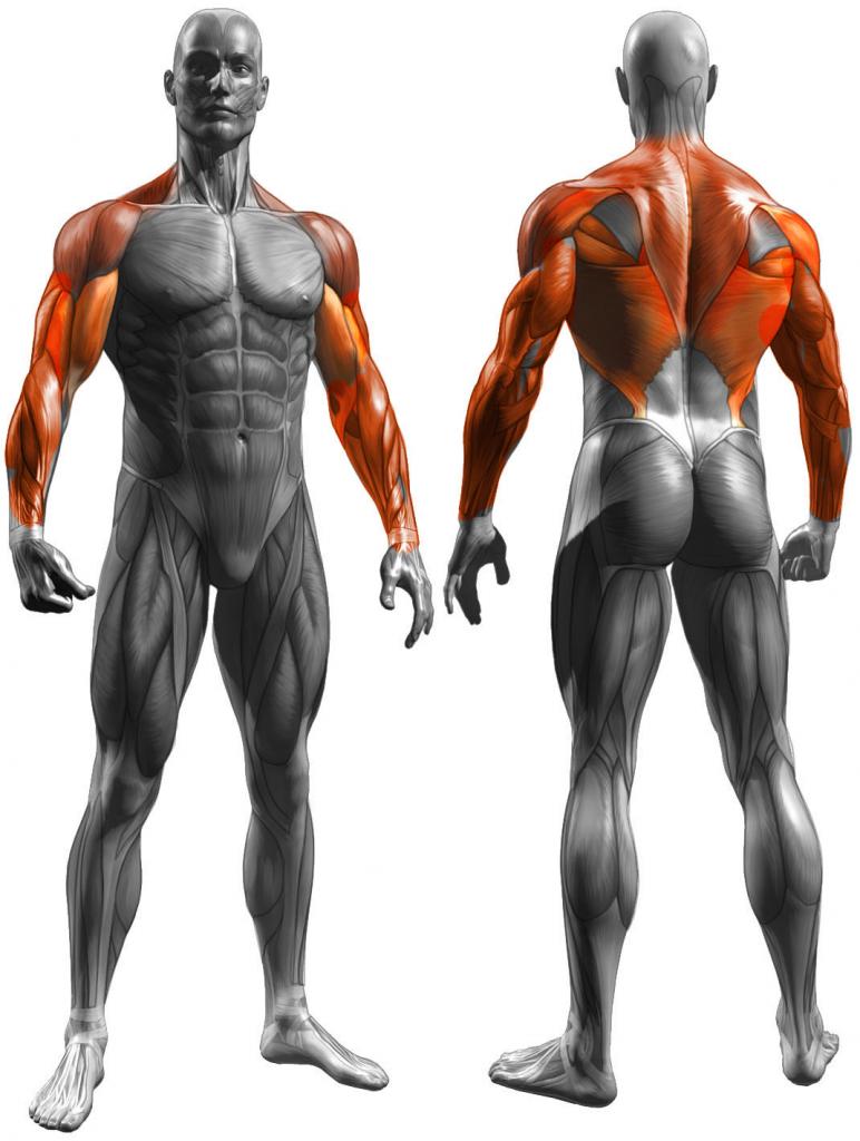 Группы мышц, прокачанных на турнике