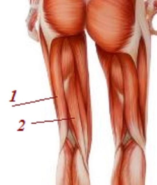 внешний вид бицепса бедра