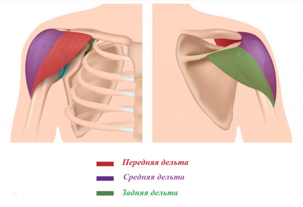 Задняя дельта