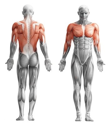 Prorabatyvaemye myshtsy