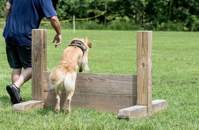 Sportivno-prikladnoe sobakovodstvo OKD